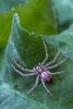 Philodromus dispar